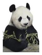 共用选项 D